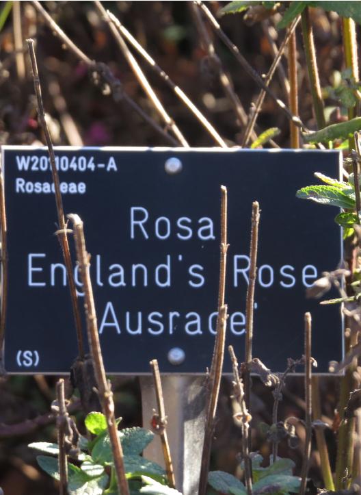 rosaenglandsroseIMG1613
