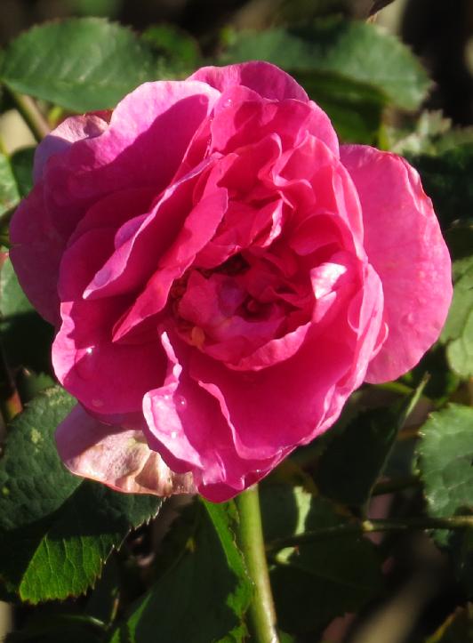 rosaenglandsroseIMG1615