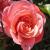 rosafascinationflomidcgarnonswilliams1a