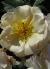 rosapenelopecflogarnonswilliams1