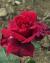 rosaroyalwilliamcflogarnonswilliams1