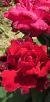 rosarubyweddingcflogarnonswilliams1