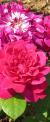 rosasophysrosecflogarnonswilliams1