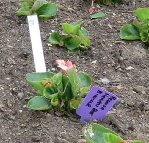 wisleywisley11