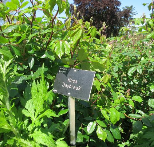 wisleywisley4