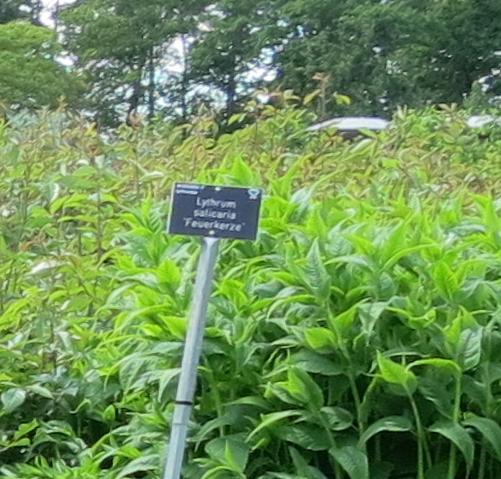 wisleywisley9