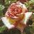 anderrosagaygordonsfloa269b