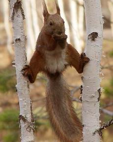 pushsupersquirrel