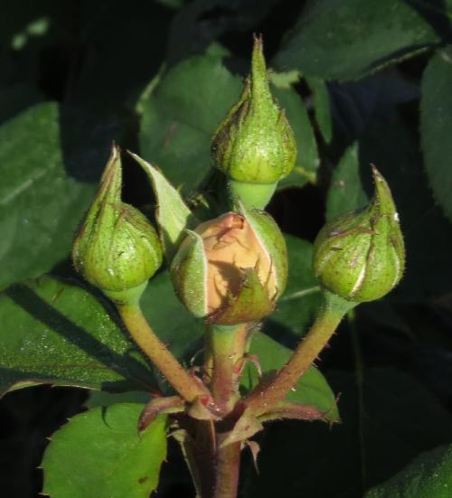 rosaambianceflobud1garnonwilliams