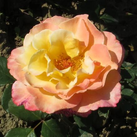 rosadeidreflo4hallgarnonwilliams