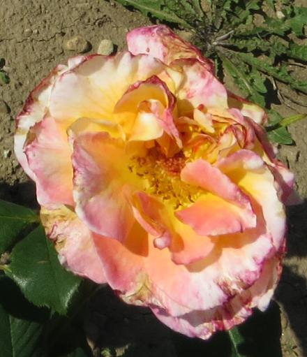 rosadeidreflo5hallgarnonwilliams
