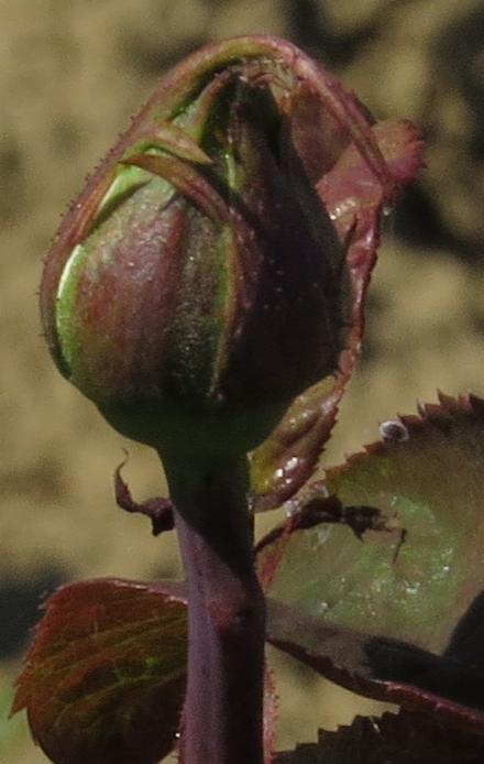 rosahelensflobud1trustgarnonwilliams
