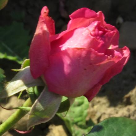 rosahelensflobud2trustgarnonwilliams