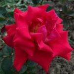 rosahelenstrustflorogerltd