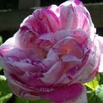rosahonorinedebrabantflorogerltd