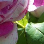 rosahonorinedebrabantfolrogerltd