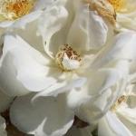rosapaxflorogerltd