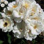 rosapaxflosrogerltd