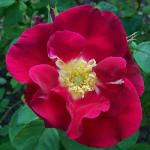 rosaredcoatflorogerltd