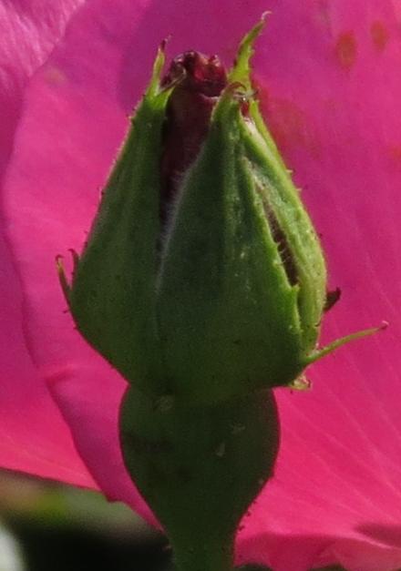 rosaredflobud2coatgarnonwilliams