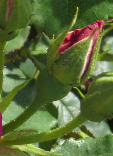 rosaredflobud3coatgarnonwilliams