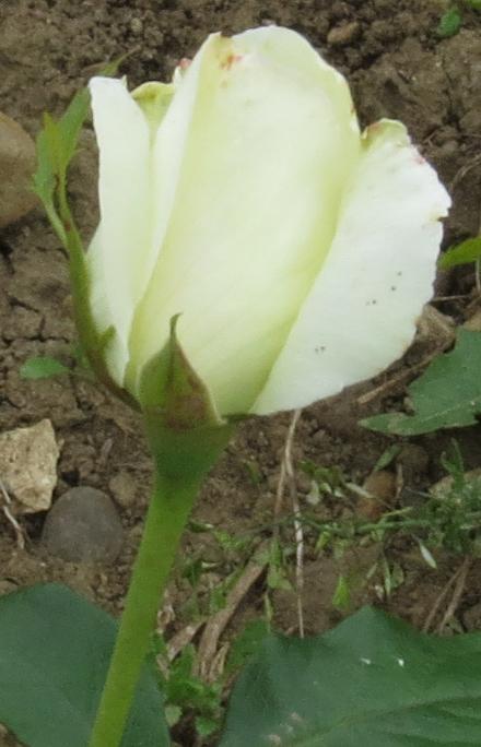 rosasilverflobud2anniversarygarnonwilliams