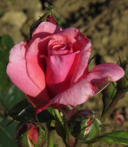 rosatickledflo1pinkgarnonwilliams