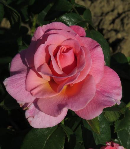 rosatickledflo2pinkgarnonwilliams