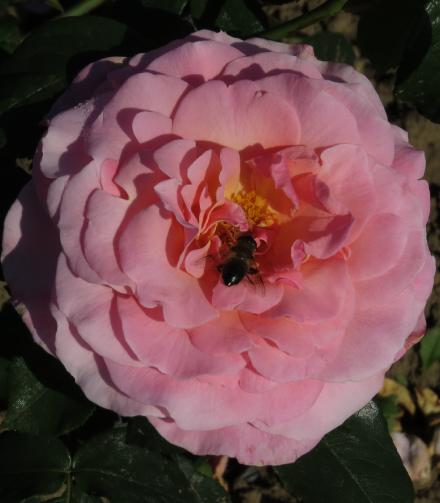 rosatickledflo3pinkgarnonwilliams