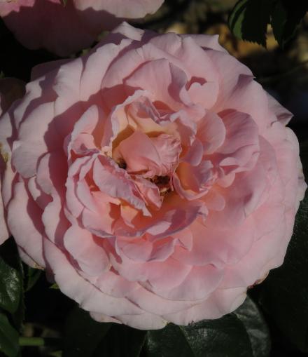 rosatickledflo4pinkgarnonwilliams