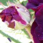 rosatuscanysuperbflobudorogerltd1