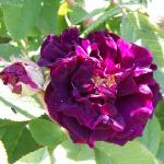 rosatuscanysuperbflosrogerltd