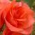 rosacityofleedscflo1rogerltd1