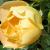rosacomtedechampagneflomidgarnonswilliams1