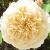 rosaenglishgardencflomidgarnonswilliams1a1