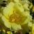 rosaflowercarpetgoldcflomid2garnonswilliams1a