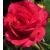 rosaflowercarpetscarletcflomidgarnonswilliams1a