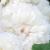 rosafranciselestercflomidgarnonswilliams1a