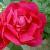 rosagallicaofficinaliscflorogerltd1
