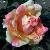 rosagracedonnellycflorogerltd1