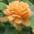 rosagraceflomidcgarnonswilliams1a
