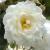 rosakatherinezeimetcflorogerltd1