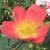 rosaladypenzancecflorogerltd1