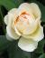 rosalichfieldangelcflogarnonswilliams