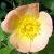 rosalordpenzancecflorogerltd1