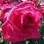 rosapaddymcgredycflorogerltd1