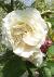 rosaperditacflogarnonswilliams