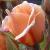 rosaperledorcflorogerltd1