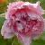 rosapinkgrootendorstcflorogerltd1