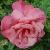 rosaprimaballerinacflorogerltd1